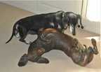 Canine sculpture in bronze by Joy Beckner