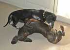 Canine sculpture in bronze by Joy Beckner