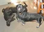 Canine sculpture in bronze by Joy Beckner