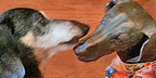 Joy Beckner Fine Canine Bronze Sculpture