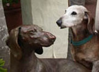 Joy Beckner Fine Canine Bronze Sculpture