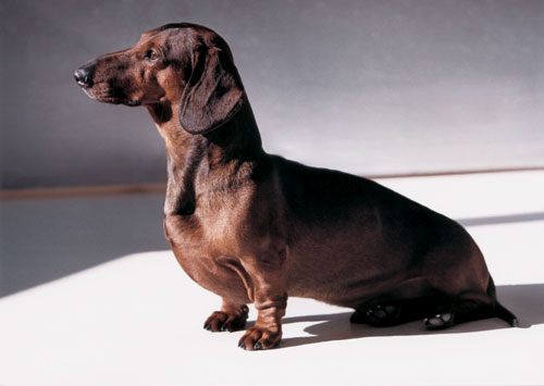 Joy Beckner fine bronze Dachshund sculpture