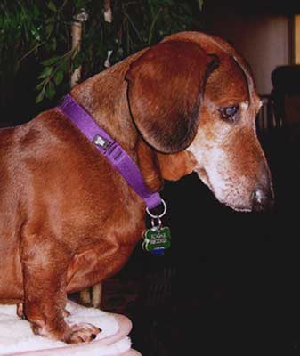 Joy Beckner fine bronze Dachshund sculpture