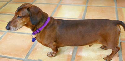 Joy Beckner fine bronze Dachshund sculpture
