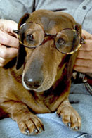 Joy Beckner fine bronze Dachshund sculpture