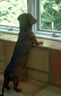 Joy Beckner fine bronze Dachshund sculpture