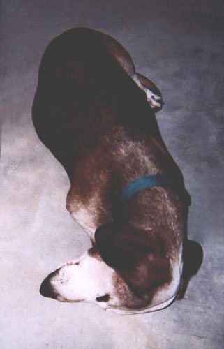 fine canine sculpture by Joy Beckner