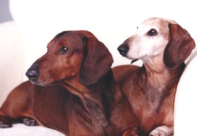 Joy Beckner bronze canine sculptor