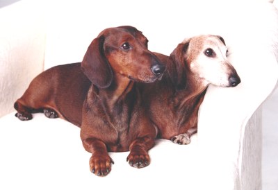 Joy Beckner bronze canine sculptor