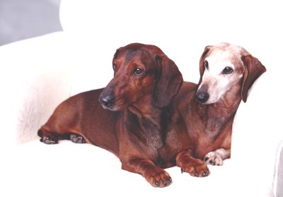 Joy Beckner bronze canine sculptor