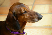 fine bronze Dachshund sculpture by Joy Beckner
