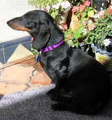 fine bronze Dachshund sculpture by Joy Beckner