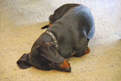 fine bronze sculpture of Canine subjects by Joy Beckner