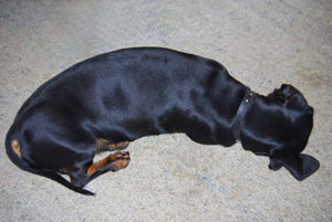 fine bronze sculpture of Canine subjects by Joy Beckner