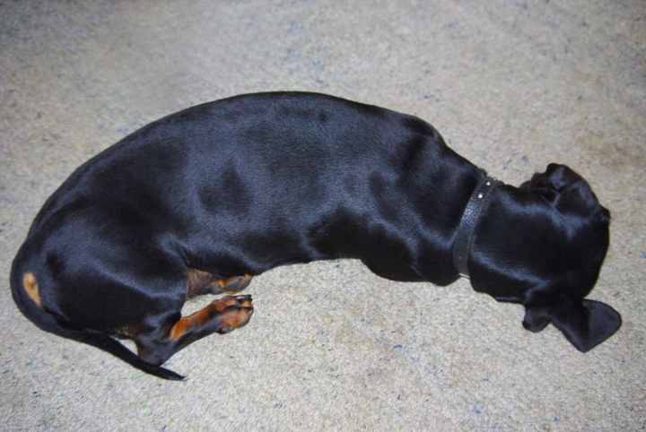 Siesta Dachshund by Joy Beckner