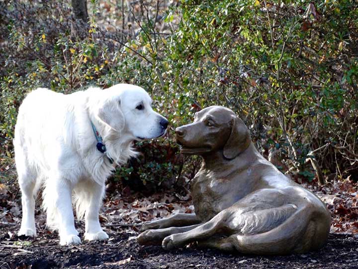 life-size bronze Golden Retreiver sculpture by Joy Beckner